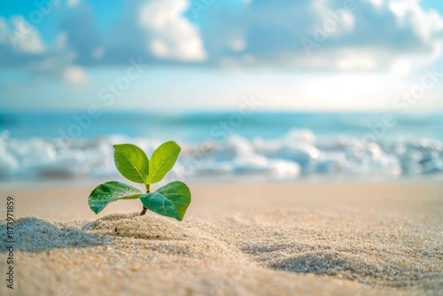 plant on the sand
