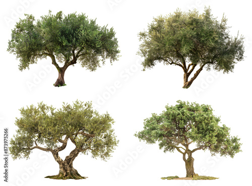 Un gruppo di alberi di ulivo su sfondo trasparente, evidenziando la loro bellezza e importanza.
