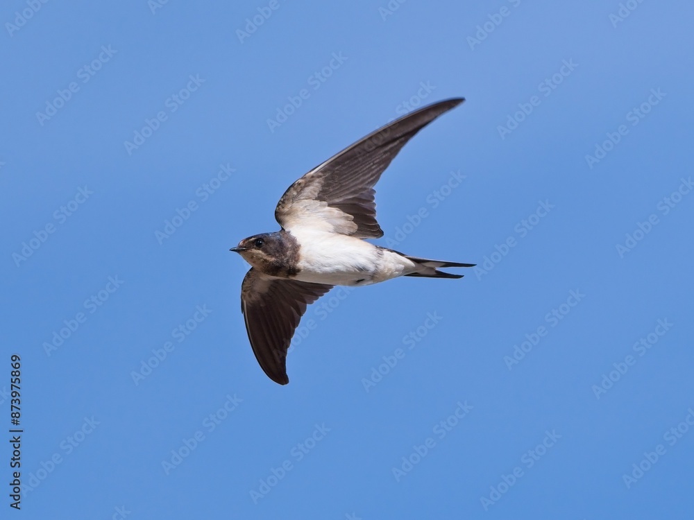 Rondine (Hirundo rustica) Rondine (Hirundo rustica)