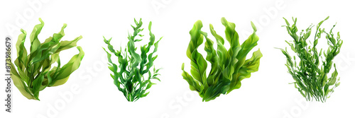 seaweed, green color isolated on transparent png background