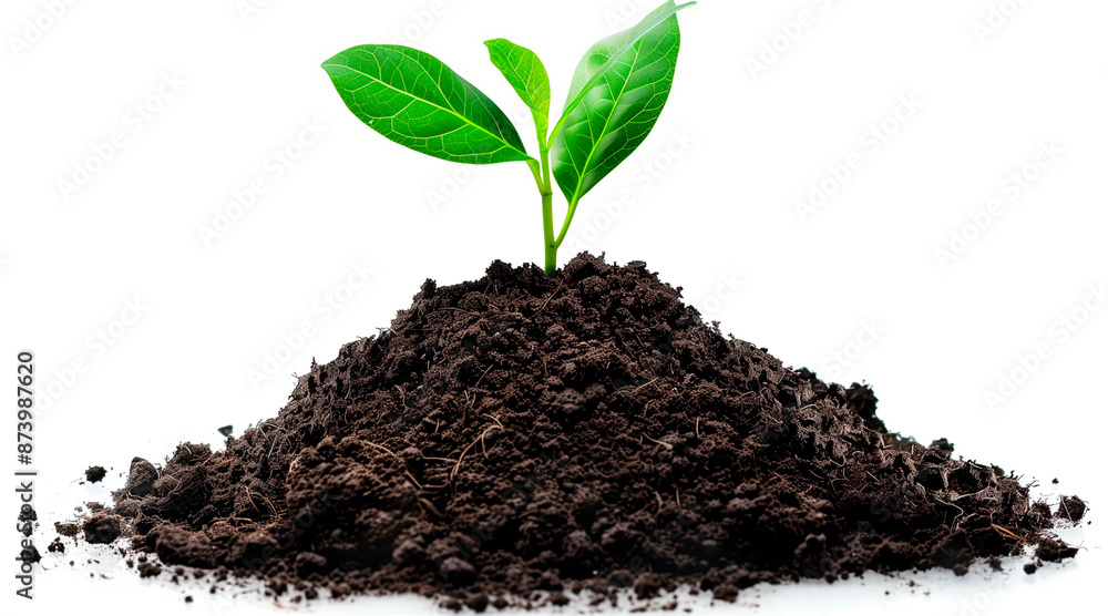 young plant sprout growing from soil isolated on perfect white background young plant sprout growing from soil isolated on perfect white background