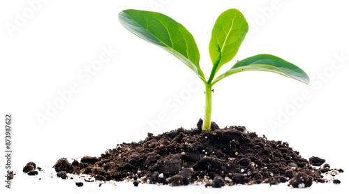 young plant sprout growing from soil isolated on perfect white background