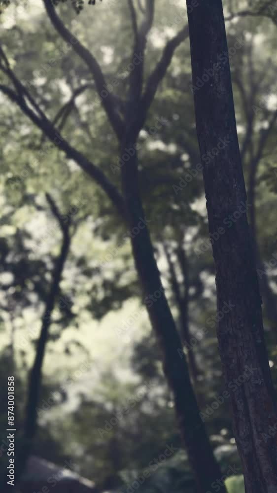 Fog in the mysterious rainforest