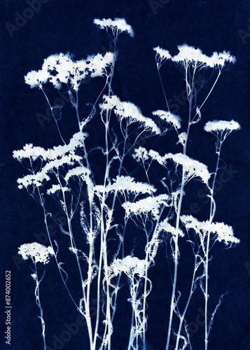 Skeleton flowers cyanotype. Alternative photography. Abstract floral illustration. A Sun Print. Blue cyanotype of herbs. Silhouettes of plants on a blue background. Plant illustration. photo