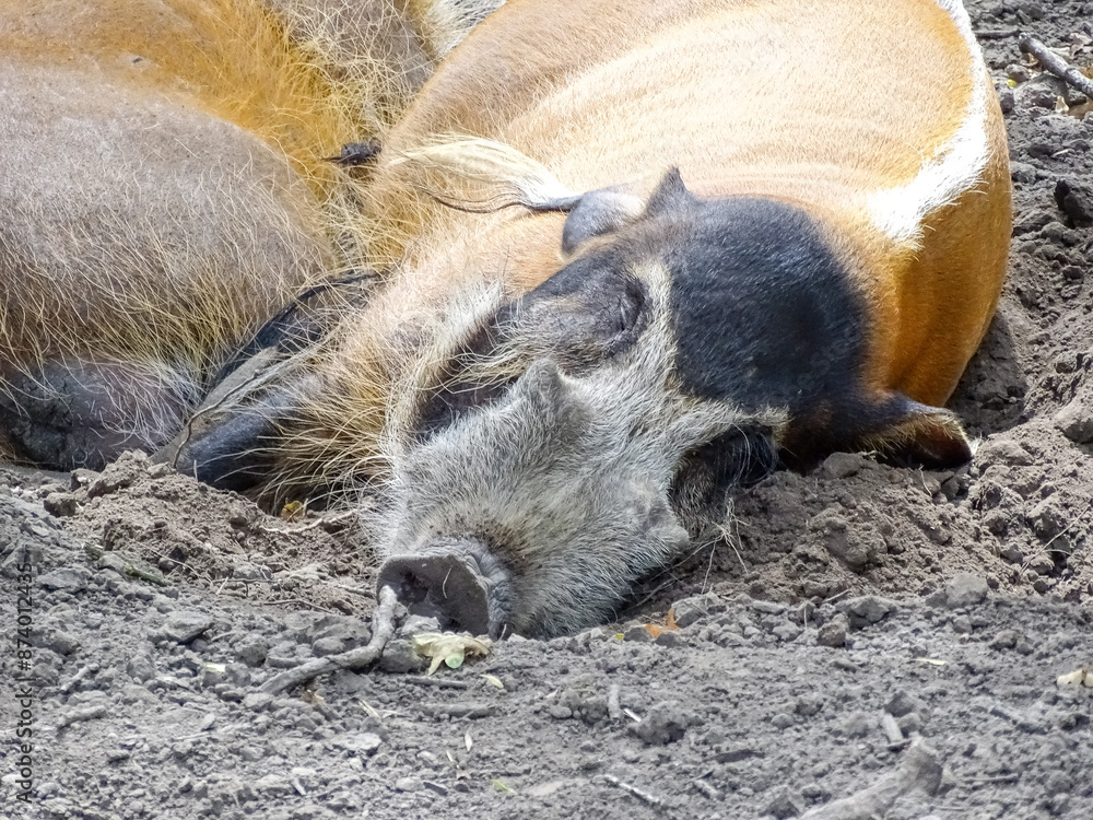 A Red river hog rests during the summer. Potamochoerus porcus A Red river hog rests during the summer. Potamochoerus porcus
