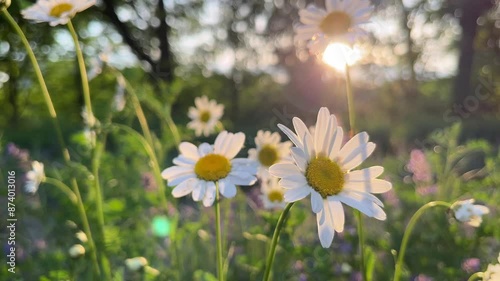 Sunlight field of daisies close-up. Chamomile flowers on a summer meadow nature panoramic landscape. Blooming white flower in the grass background. Illuminated by the evening sun Spring vibes.