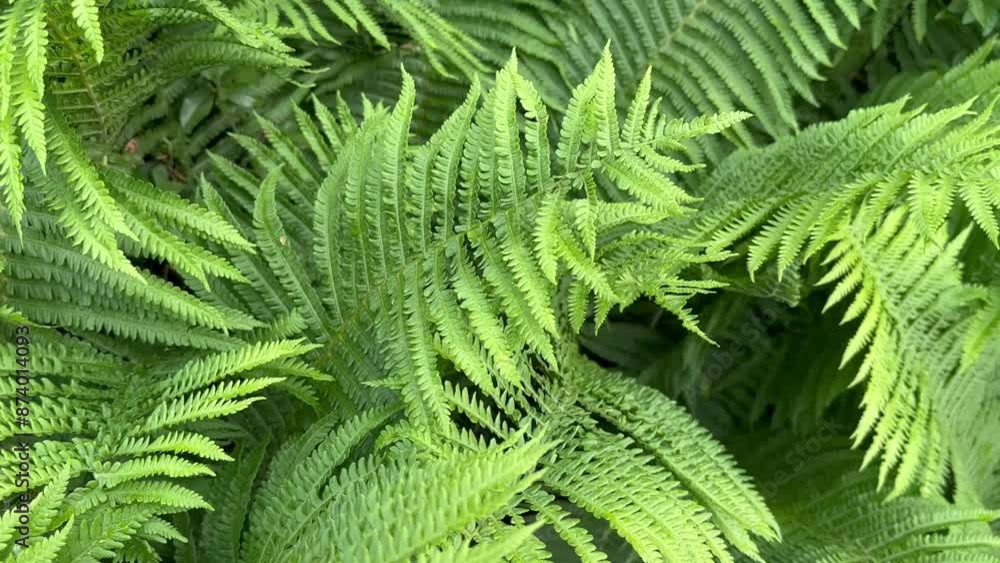 Gorgeous bright green thickets of bushes of fern leaves in the park. For video presentation, advertising. Summer vibes. Close view. Gorgeous bright green thickets of bushes of fern leaves in the park. For video presentation, advertising. Summer vibes. Close view.