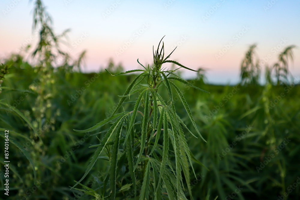 Cannabis field. Cannabis plant, close up. Cannabis field. Cannabis plant, close up.
