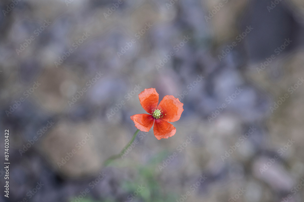 pflanze mohn blume garten natur rot pflanze mohn blume garten natur rot
