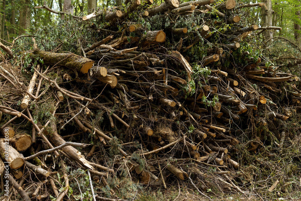 Tops of the felled trees, unpeeled from branches and branches, are neatly stacked Tops of the felled trees, unpeeled from branches and branches, are neatly stacked