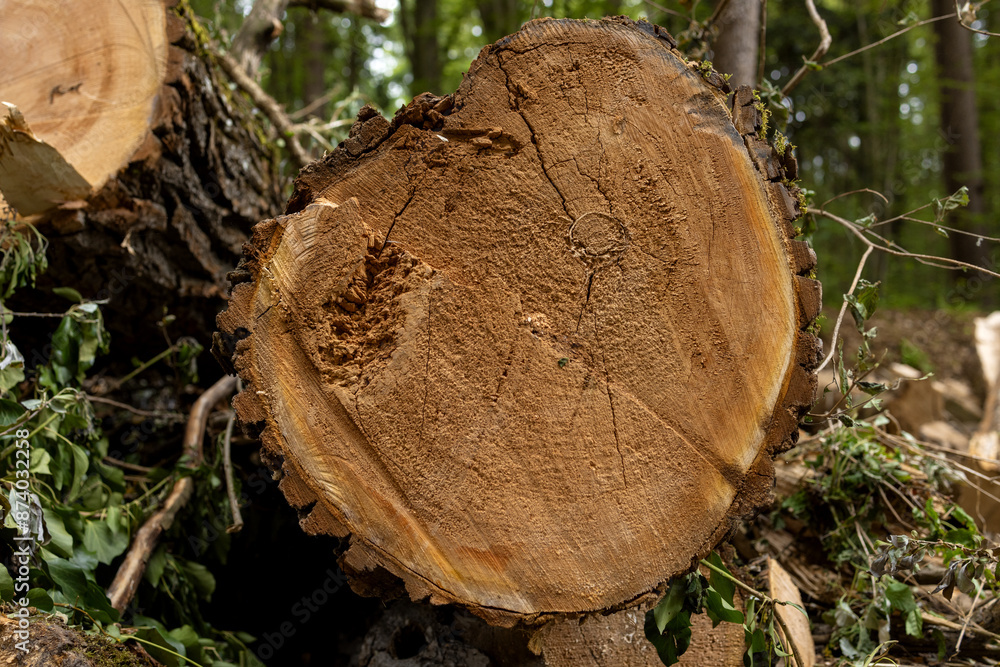 Texture on a cut of an old tree with annual rings and traces of rot Texture on a cut of an old tree with annual rings and traces of rot