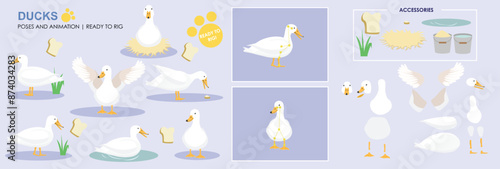 Cute Male Duck Drake Character ready to animate and rig. Vector collection with multiple poses and positions, swimming, sitting, flapping, eating.