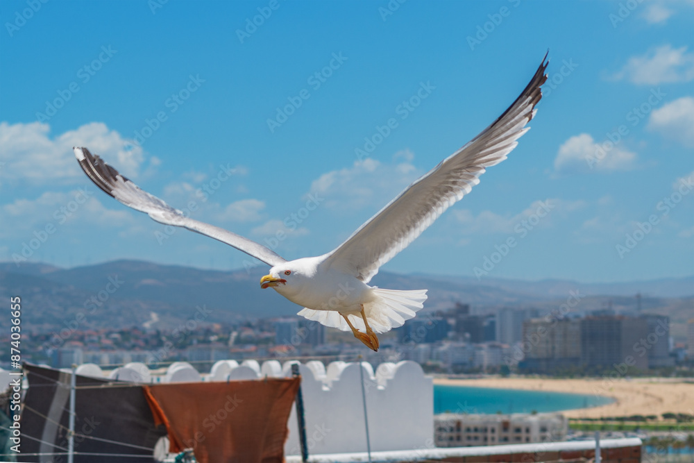 A beautiful white gull with black wingtips flying over roof next to things after washing close-up against backdrop of a resort town with golden sandy beach, azure sea and blue sky with several clouds A beautiful white gull with black wingtips flying over roof next to things after washing close-up against backdrop of a resort town with golden sandy beach, azure sea and blue sky with several clouds