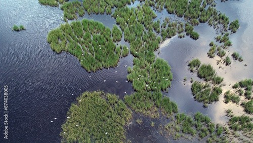 Birds flying over wetland pond in forest photo