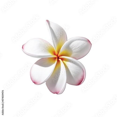 plumeria frangipani flower