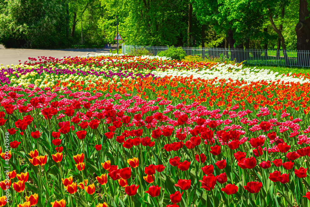Multicolored tulips are blooming in the park. Annual Tulip Festival in St. Petersburg. Multicolored tulips are blooming in the park. Annual Tulip Festival in St. Petersburg.