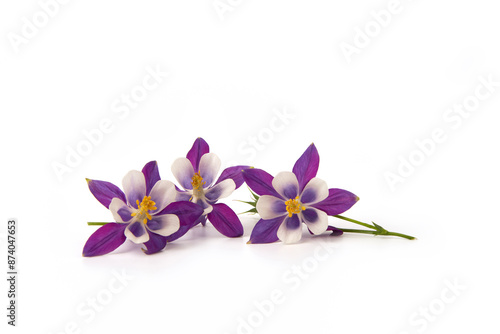 Three graceful inflorescences of blue hybrid aquilegia on white background. An element of plant decoration. Copy space.