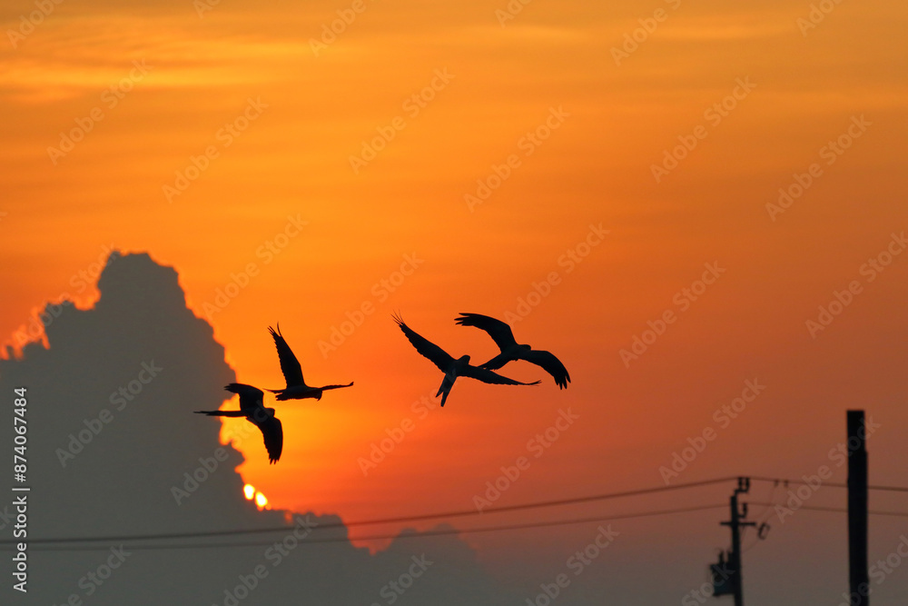 Beautiful Macaw parrots flying in the sky during sunset. Free flying bird Beautiful Macaw parrots flying in the sky during sunset. Free flying bird