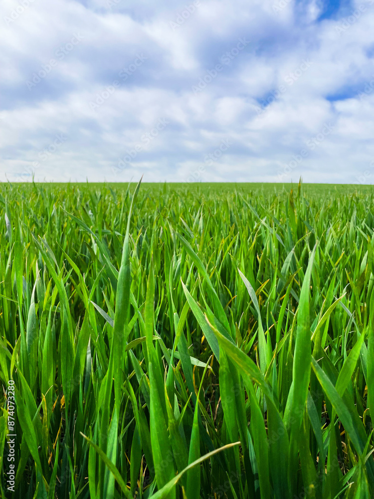 Obraz premium green grass and sky