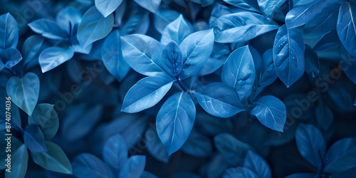 Blue plant leaves in the nature background