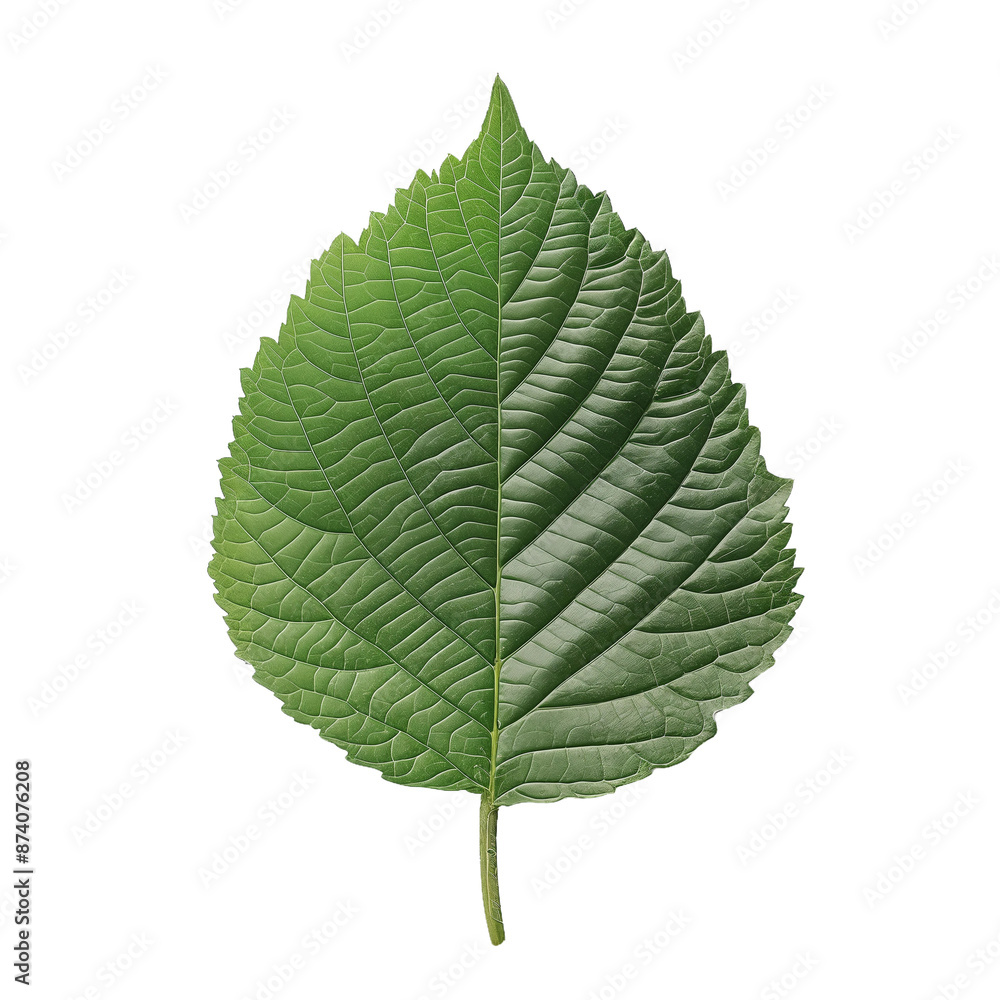 Detailed Green Leaf with Prominent Veins, isolated on transparent background. Detailed Green Leaf with Prominent Veins, isolated on transparent background.