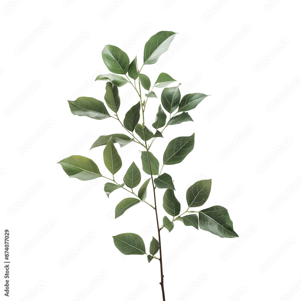 Elegant Green Leafy Branch, isolated on transparent background. Elegant Green Leafy Branch, isolated on transparent background.