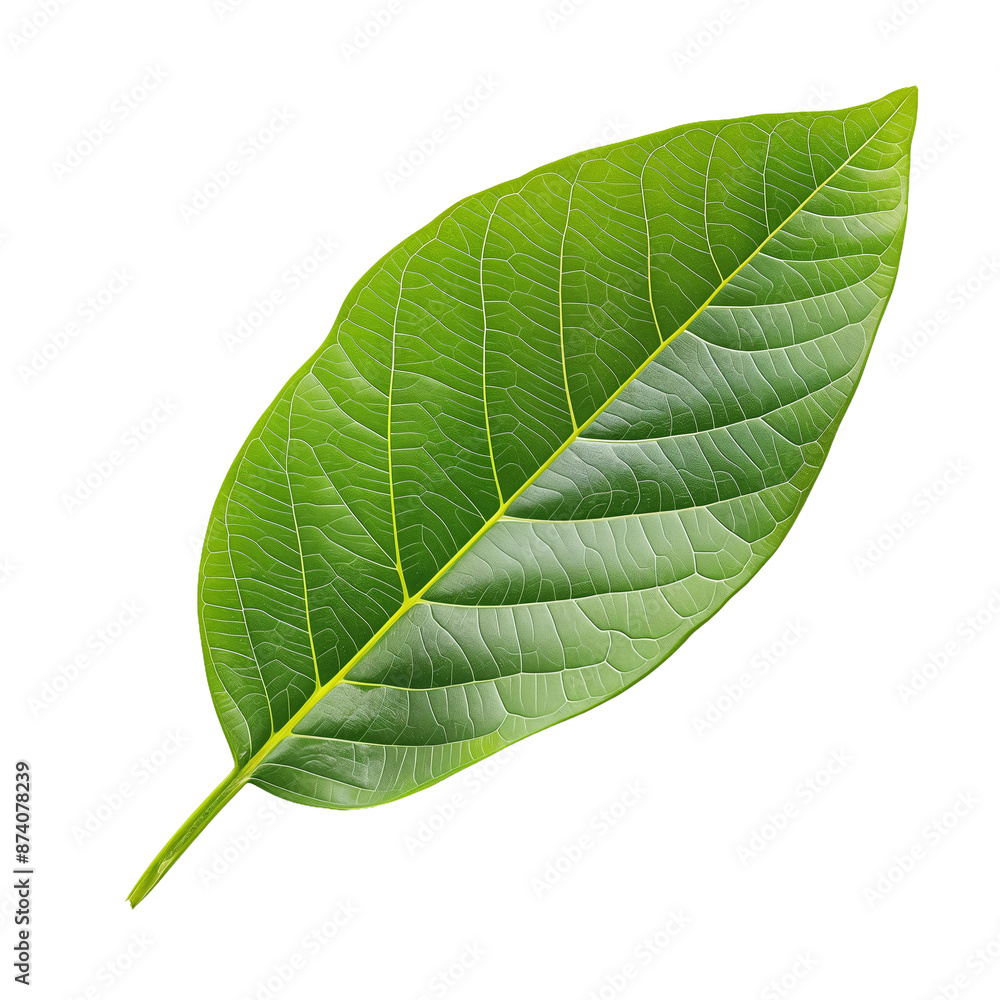 Obraz premium Close-up of a vibrant green leaf, isolated on transparent background.