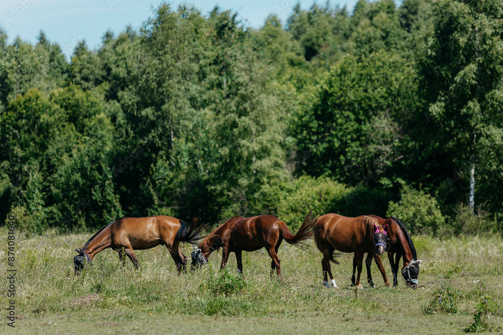 Fototapeta premium horses in the pasture in summer