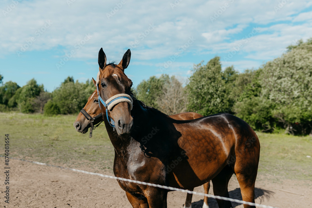horses in the pasture in summer horses in the pasture in summer