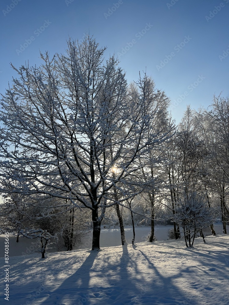 Fototapeta premium trees in winter