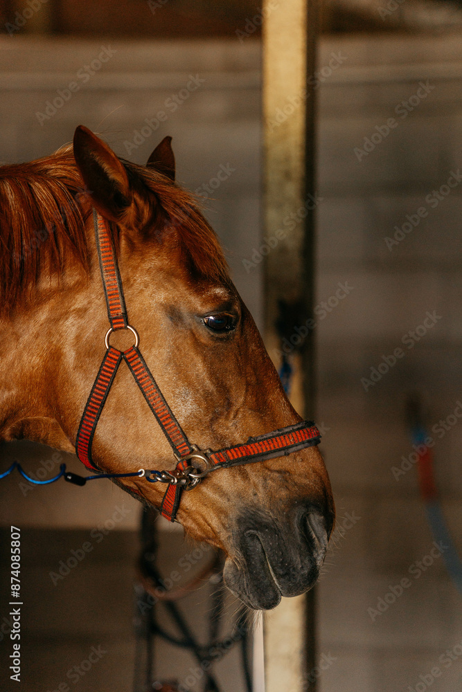 Fototapeta premium horses in the pasture in summer