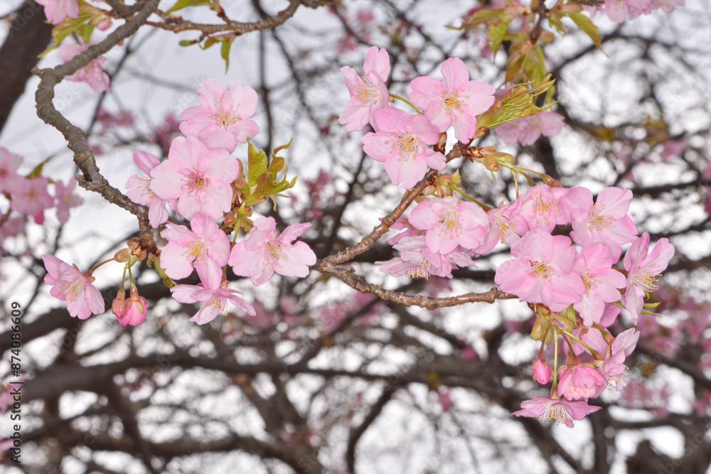 鶴見緑地の桜 鶴見緑地の桜