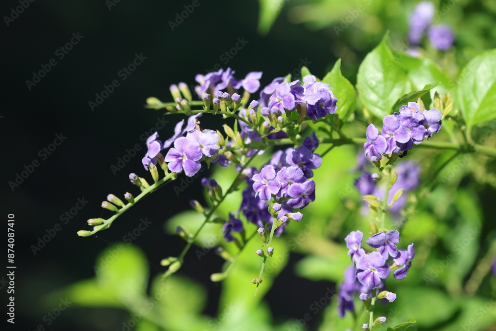 Duranta erecta is a species of flowering shrub in the verbena family Verbenaceae. Duranta erecta is a species of flowering shrub in the verbena family Verbenaceae.