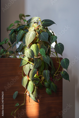 Philodendron micans houseplant trailing down a TV stand photo