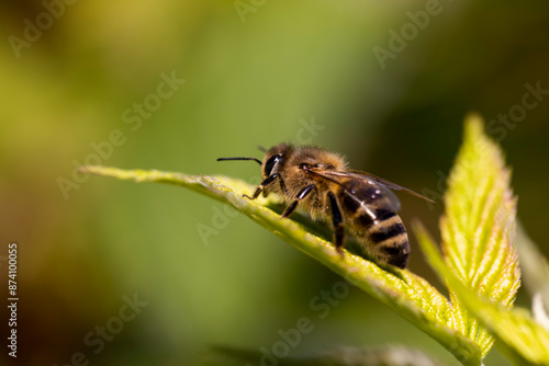 a bee sits on a leaf of a raspberry bush