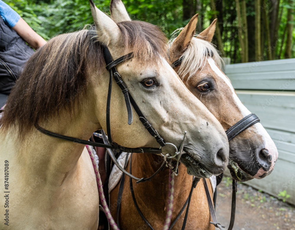 Fototapeta premium beautiful horses close up in the green forest on a sunny summer day