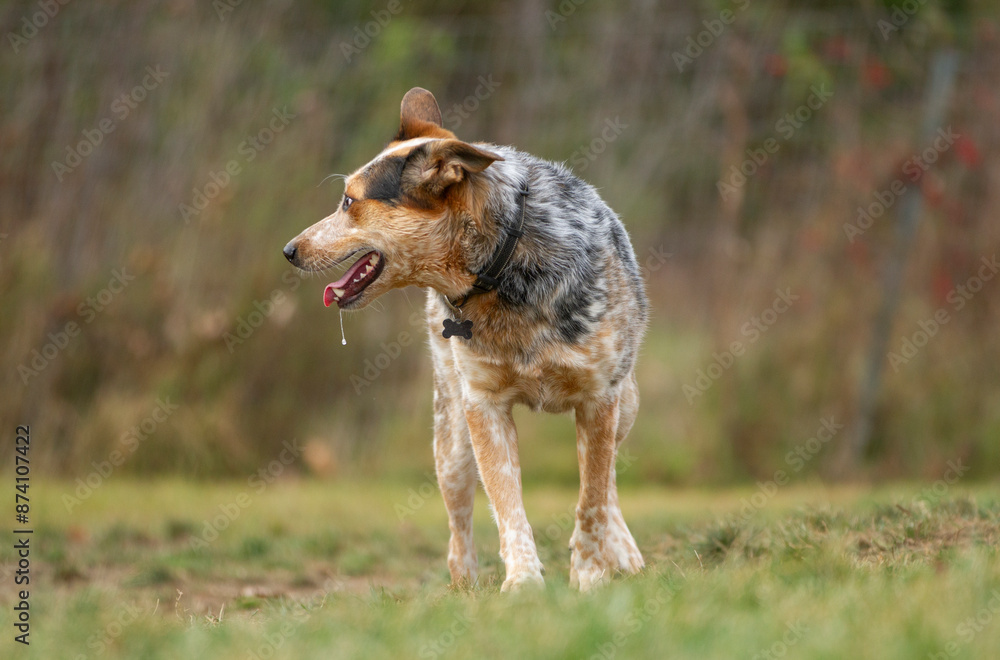 Drool falls from a Blue Heelers mouth as he plays in a grassy meadow. Horizontal. Drool falls from a Blue Heelers mouth as he plays in a grassy meadow. Horizontal.
