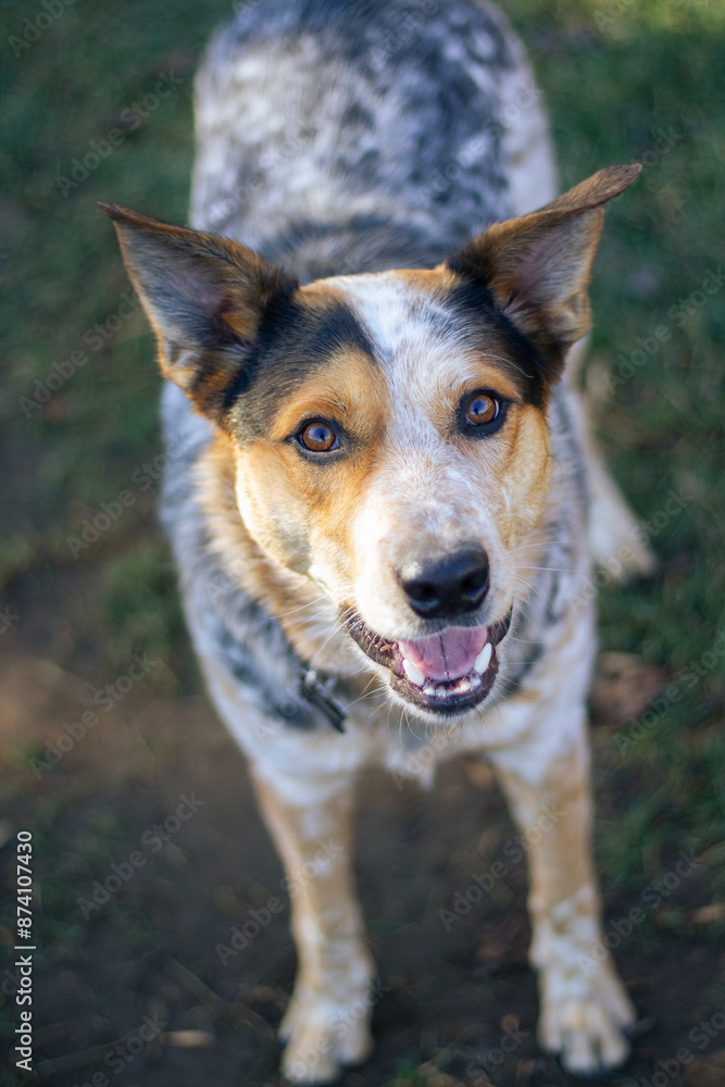 Portrait of a young, happy Blue Heeler in a grassy meadow. Vertical. Portrait of a young, happy Blue Heeler in a grassy meadow. Vertical.
