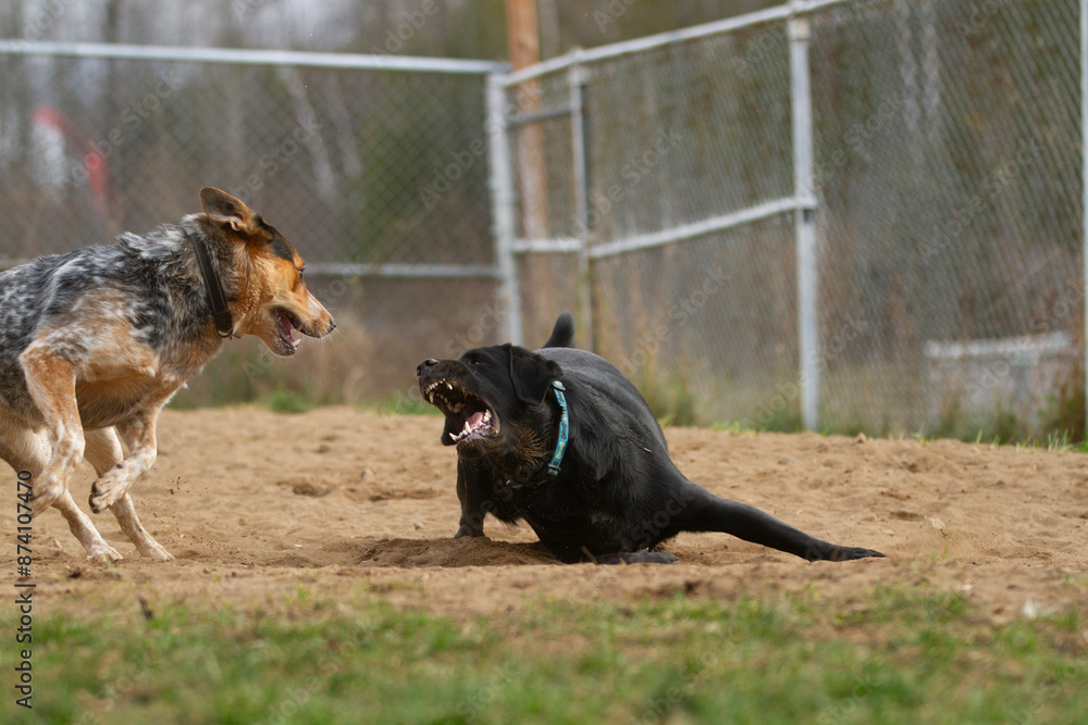 Black Labrador frightens a Blue Heeler as the two dig in the sand. Horizontal. Black Labrador frightens a Blue Heeler as the two dig in the sand. Horizontal.