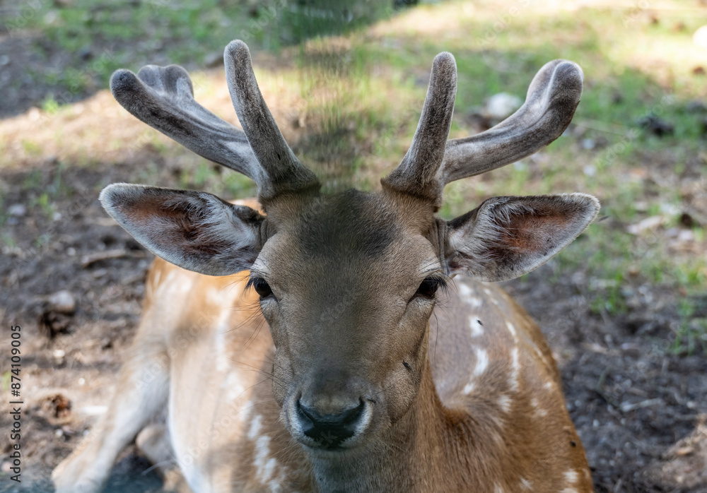 Fototapeta premium red deer close-up in a green forest in natural conditions on a sunny summer day