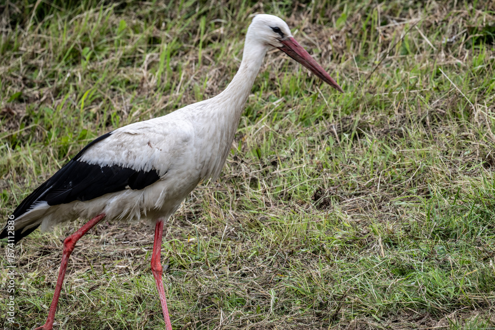 Fototapeta premium white stork in natural conditions on a sunny summer day