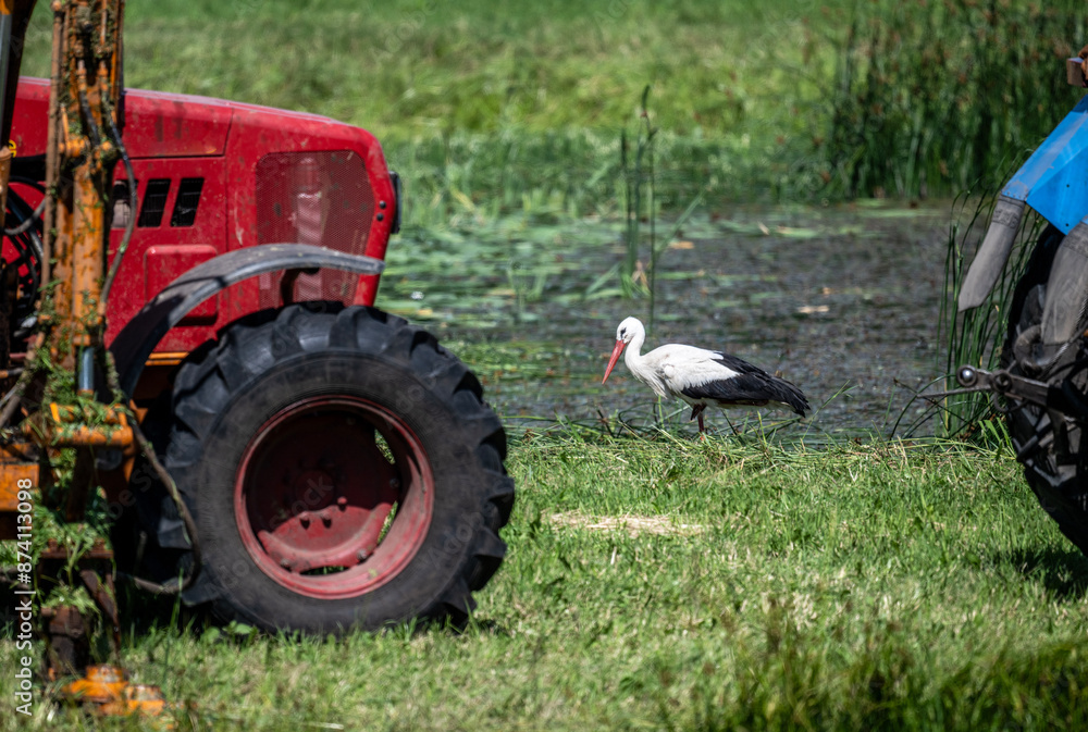 Obraz premium white stork in natural conditions on a sunny summer day