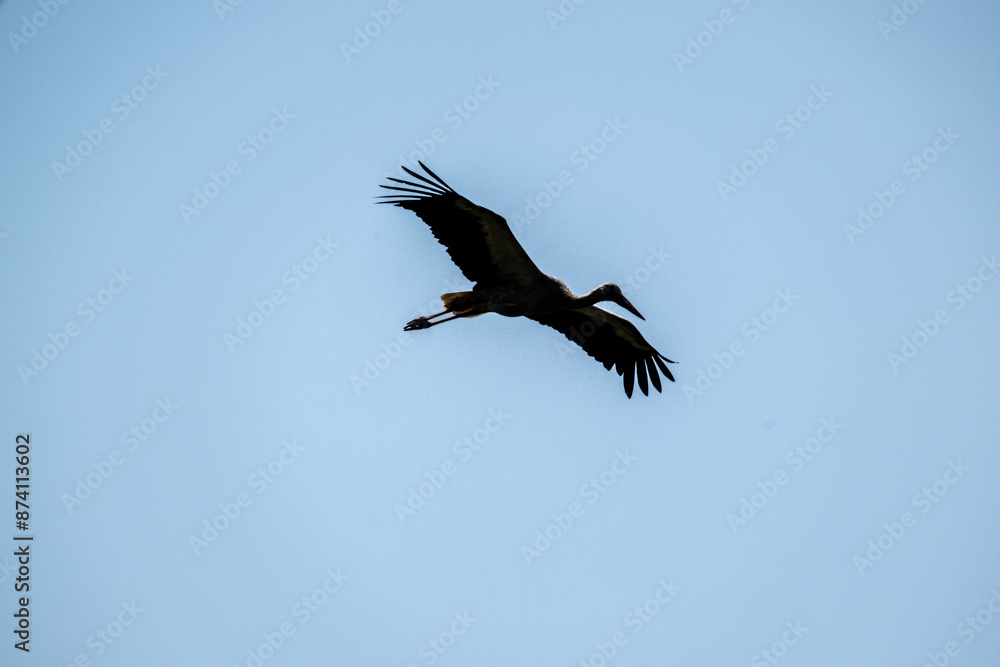 Obraz premium rare black stork against the sky on a sunny summer day