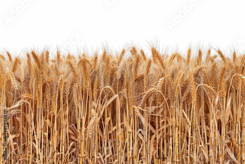 Golden Wheat Field Under a Clear Sky Creating a Warm and Serene Rural Scene