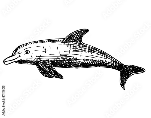 Hand drawn dolphin. Jumping dolphin isolated on white background. A bottlenose dolphin