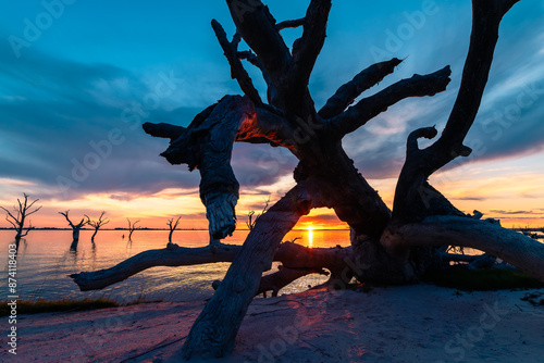 Dead tree with sunset viewed trough branches at Bonney Lake shore, Barmera, South Australia photo