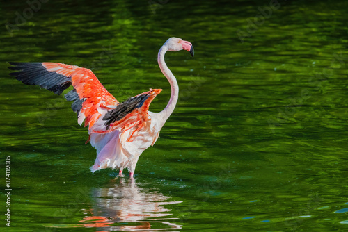 A flamingo is standing in a body of water, with its wings spread out