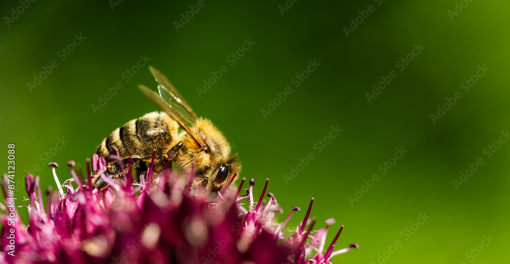 Honey Bee on flower Close up of a large striped bee collecting pollen on a garlic flower on a Sunny bright day. Honey Bee on flower Close up of a large striped bee collecting pollen on a garlic flower on a Sunny bright day.
