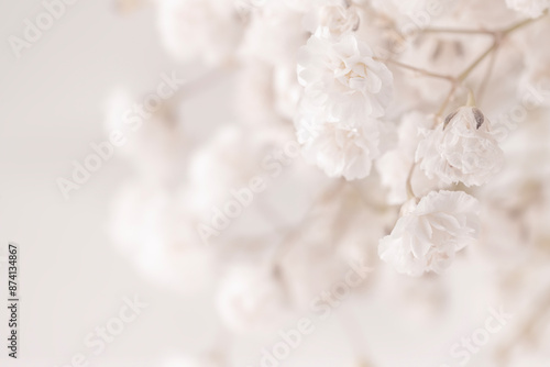 beautiful gypsophila white flowers with natural light background macro