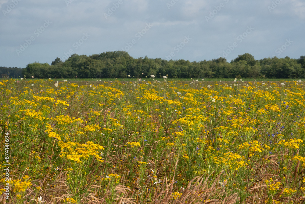 Fototapeta premium A meadow full of Ragwort, a plant that is poisonous to livestock